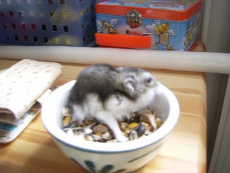 Mon hamster