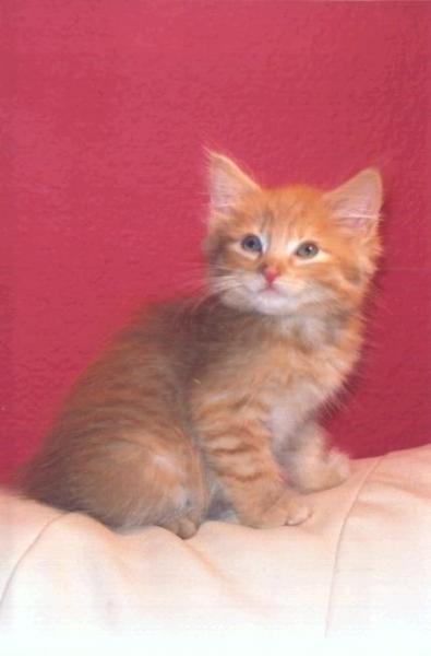 Le chaton
