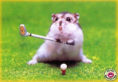 L'hamster