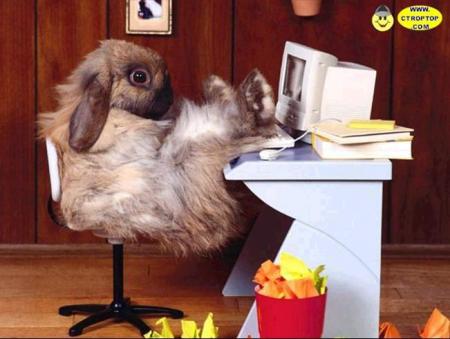 Le lapin