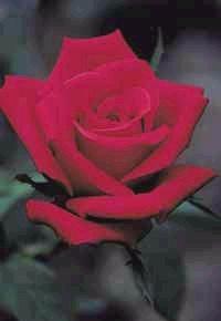 POEME